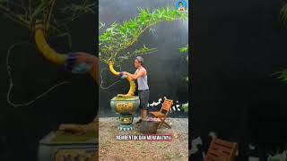 Download lagu WAW Bonsai Bambu #fypシ゚viral #agriculture #faktaunik #trending mp3