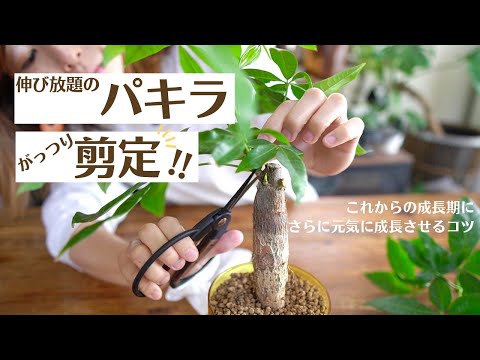 パキラの花の作り方は？理想的な状態を作り出すために、次の 5 つのメンテナンスのヒントに従ってください。  庭園