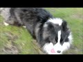 Border Collie welpen kaufen