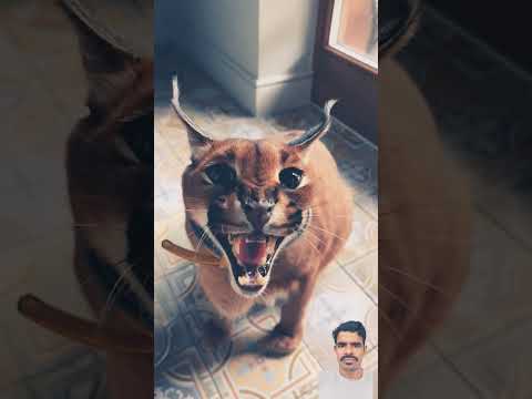 Pumba #floppa #cat #bigcat #funnycats #bigfloppa