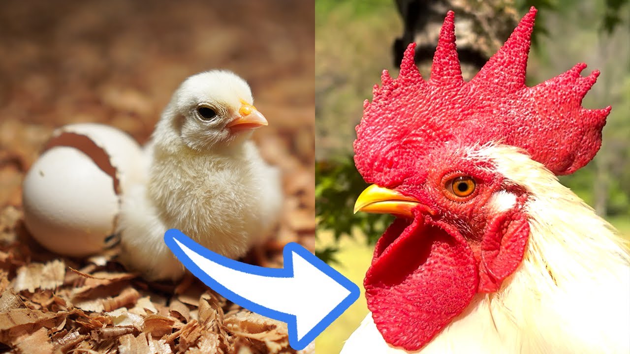 ひよこを卵から育てた結果【ニワトリへ衝撃の進化】