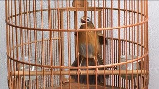 Download lagu The most beautiful birds, the best singing birds , nightingale , robins,,bunting mp3