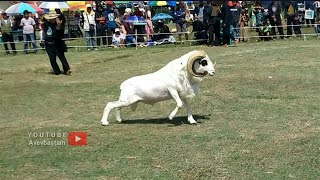 Download lagu Sulit Terulang | Inilah Aksi Bintang Kontes Domba Garut mp3