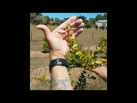 Fiori di patata per giunti Mal di bassa della schiena e le gambe allaltezza delle ginocchia