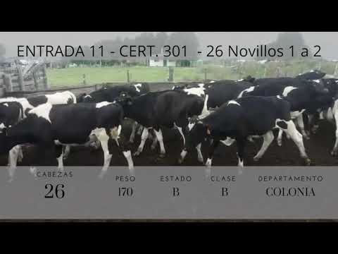 Lote 26 Novillos 1 a 2 años 24HO,  1HOxHE,  1HOxRA 170kg -  en Cardona