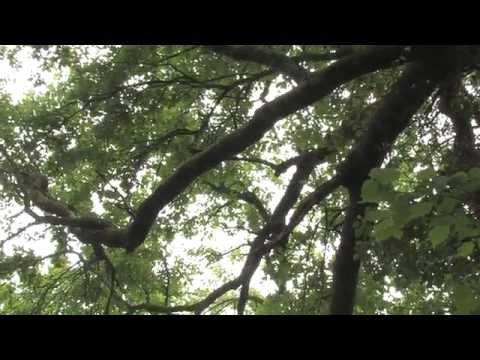 LGV SEA et boisements compensateurs. Explication et exemple en Poitou-Charentes