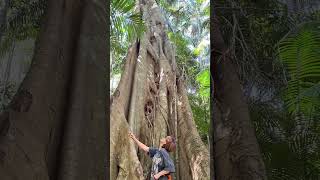 鳥好きさんにもお勧め！世界遺産の森🌳　#旅行 #オーストラリア #travel #ゴールドコースト