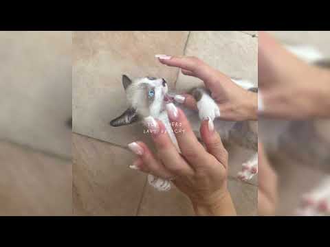 Tom Twers - Laut Gedacht (Official Audio)