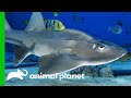 Big Mama The Bowmouth Guitarfish Might Be Pregnant! | The Aquarium