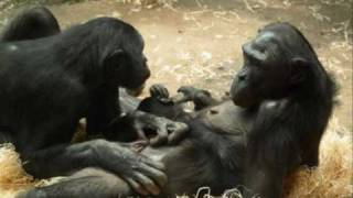 Funny van Dannen - Bonobo_0001.wmv