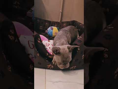 Perros Bulldog Francés en venta
