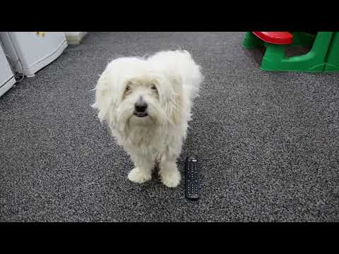 Bebo -  riklam YouTube Rind Reber Rushdi 2018 HD