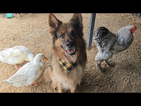 NAPOLEON RISKS AN ENCOUNTER WITH CATS - All the chicks are already in the world