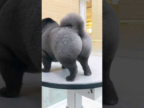 ARE YOU LOOKING AT ANOTHER DOG 😠🐶