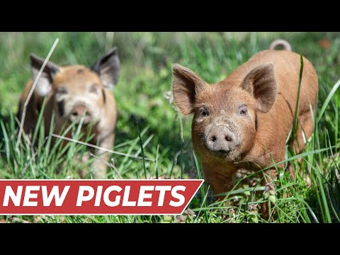 , title : 'Raising PIGS for BEGINNERS! [In-Depth Guide]