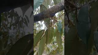 Download lagu Pokok durian yang boleh tanam dalam pasu suatu ketika dulu🤣 mp3 Download lagu Pokok durian yang boleh tanam dalam pasu suatu ketika dulu🤣 mp3