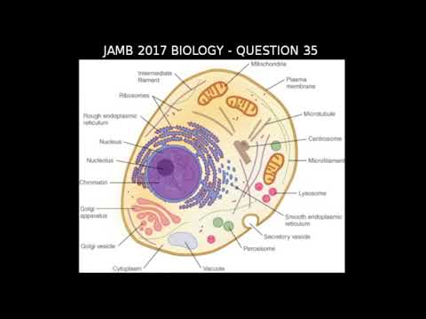 Q35 - JAMB Biology 2017 Past Questions and Answers