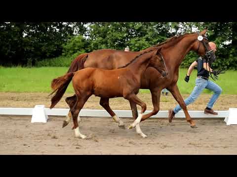 Stute, geb. 05.04.2021 – V: Franco NeroM: Veneno – Fürst Fugger