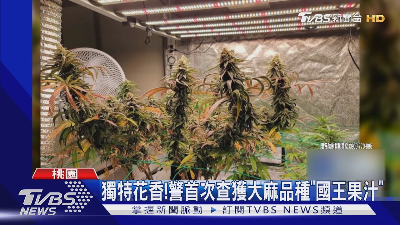 獨特花香! 警首次查獲大麻品種「國王果汁」