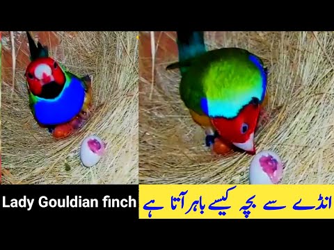 How to hatch Lady Gouldian Baby From eggs || Lady gouldian finch egss hatching || Petz Land