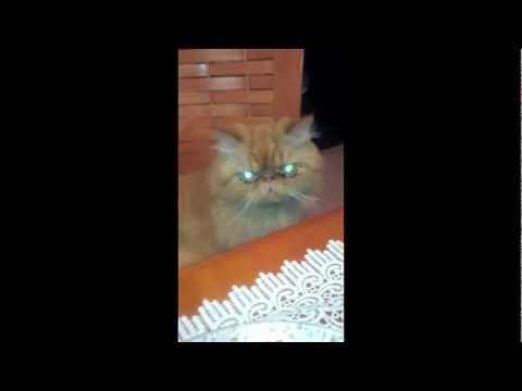 this Alien Cat will take over the world!!