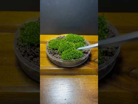 🌳How to keep moss and plants for a long time. #terrarium #moss #shorts