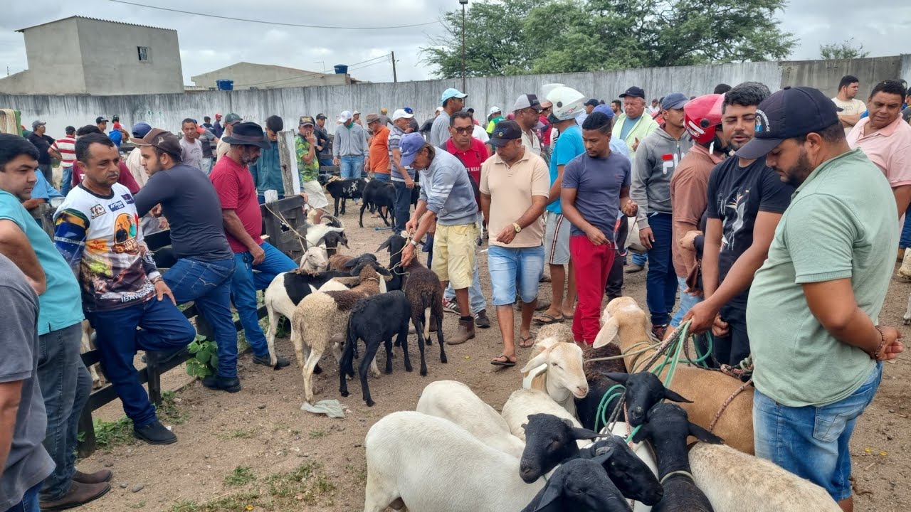 Feira de bode cabras e ovelhas em cachoeirinha-Pe 27-02-2025 muitas criações