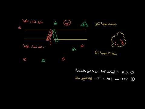 الصف الثاني عشر الأحياء علم الأحياء البشري مضخة الصوديوم والبوتاسيوم