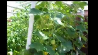 Fish2Food Aquaponics Virtual Tour.mp4
