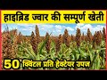 Complete cultivation of hybrid sorghum. Hybrid jowar cultivation. How to cultivate sorghum? jwari lagwad |
