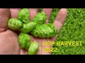 Hop Harvest 2022 - Capitol Farms, Salem, Oregon, USA
