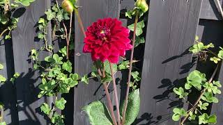 Dahlia ‘Red Runner’