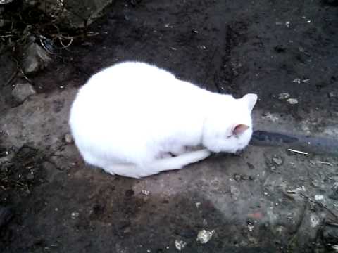 A pure white cat  Кот нашел себе место для прогулки