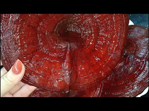 Rượu nấm linh chi - mật ong