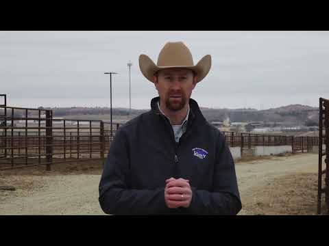 Winter feed strategies for cow-calf producers