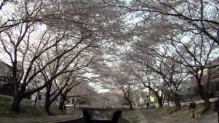 preview picture of video '2010桜ステディGoProHD'