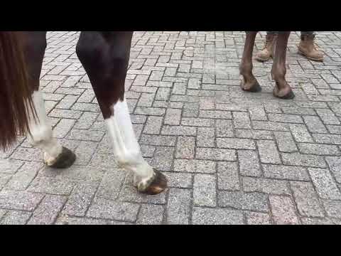 Remco : NIXON VAN ´T MEULENHOF x TRIOMPHE DE MUZE