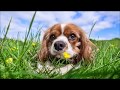 Joan Baez - I'm With You (Reprise)  [HD]