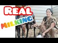 Real Milking