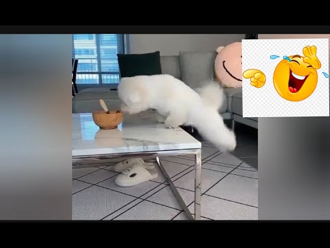 Cute Dogs| Funny Dogs|Its Time For Laugh With Dogs|😂😂