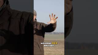 Wärmebilddrohne: Rebhuhnschutz &amp; Brutraumoptimierung erklärt #shorts