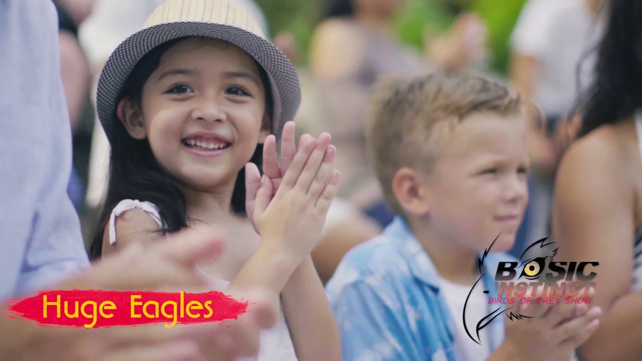 Experience the cinematic highlights of Bali Bird Park!