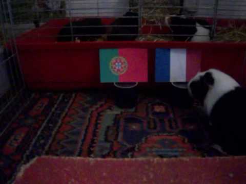 Guinea-Pig-Oracle: Soccer EC 2016 Final: France vs. Portugal