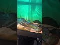 Baka Snakehead challenges the Flowerhorn—guess who wins?#BakaSnakehead #PredatoryFish