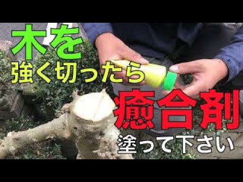 アプリコットの木の枝の古いカット