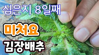 김장배추 심고 1주일후 이것 방제 안하면 폭망한다 방제 방법?