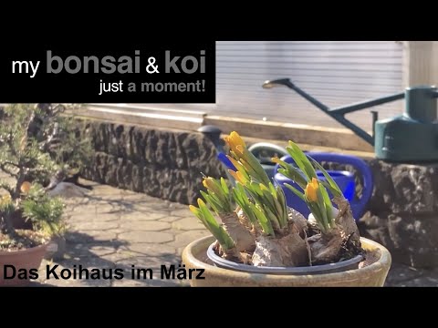 Koi & Bonsai - just a moment - Das Koihaus im März