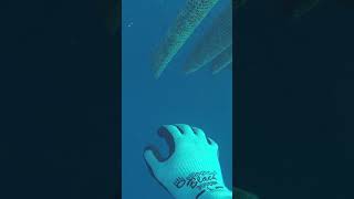 Diving For Tahitian Black Pearls #Short