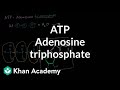 ATP: Adenosine triphosphate | Energy and enzymes | Biology | Khan Academy