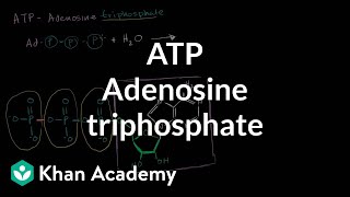 ATP: Adenosine triphosphate | Energy and enzymes | Biology | Khan Academy